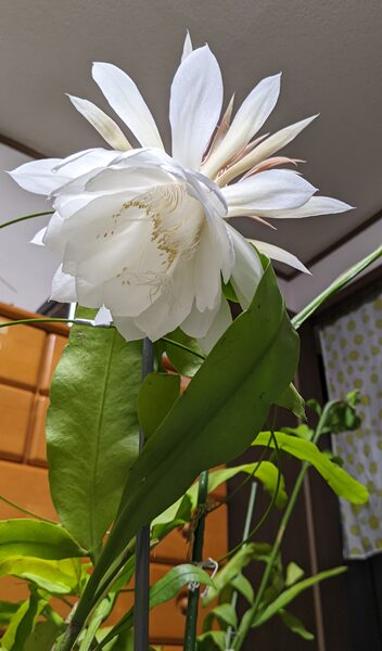 月下美人の開花①